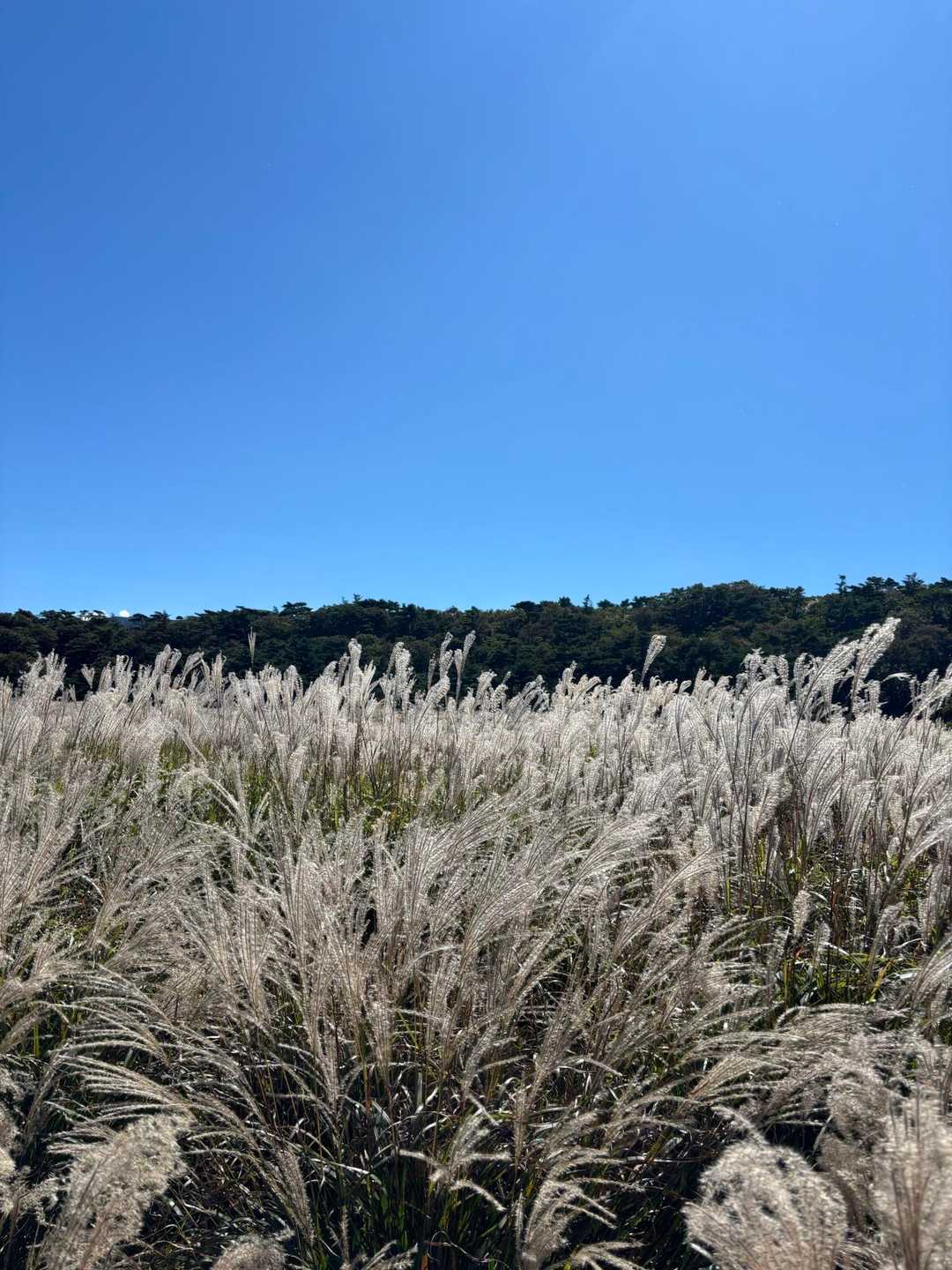 甑岳登山口-甑岳 往復コースの写真