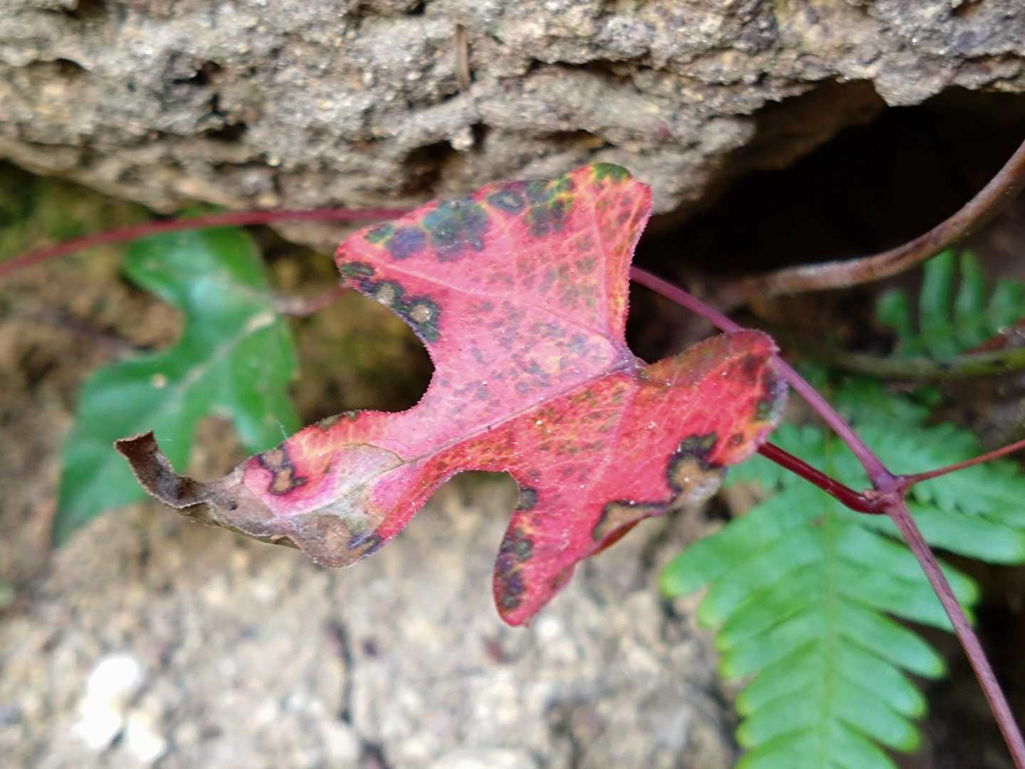 紅く紅葉🍁
