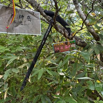 片折岳
この辺りは熊🐻の目撃報告が多いこともあり、熊スプレーだけでなくピッケルも片手に不意の遭遇に備える。落ち着いて後ずさりなんてできない、来たら抵抗する気。一応ヘルメットもしました。