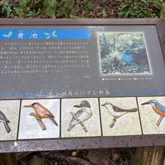 青池　説明
こんな青🟦に期待