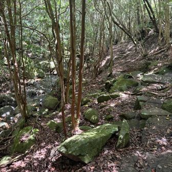 沢沿いの道を下る