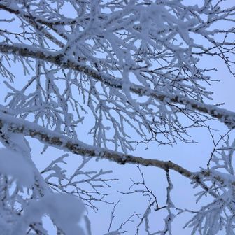 ･:*+.\(( °ω° ))/.:+ﾜｧｵ