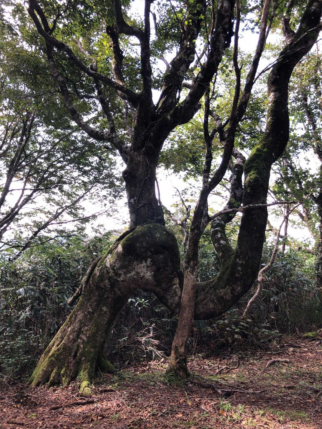 ぐにゃぐにゃ