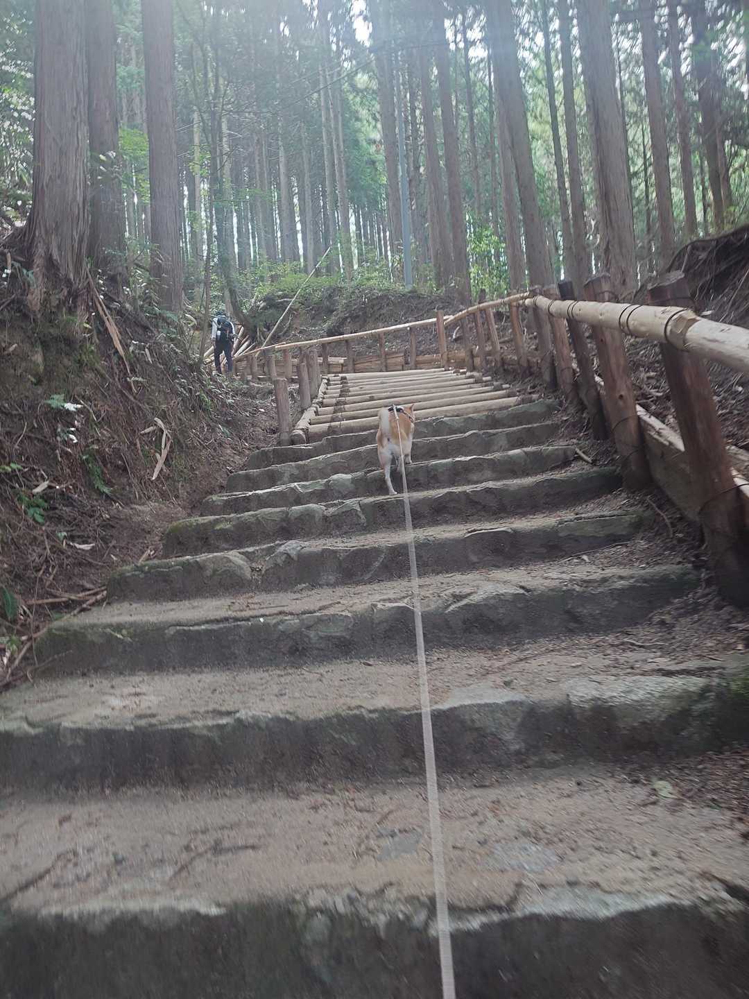 🐶階段の登りはへっちゃらだよ