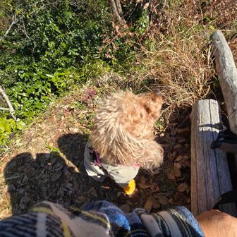 甘さが足りないのか？アニーちゃんは食べない💦