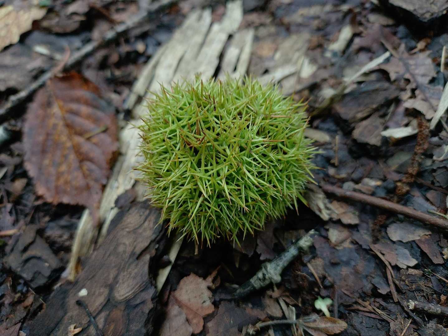 斑尾山 往復コースの写真