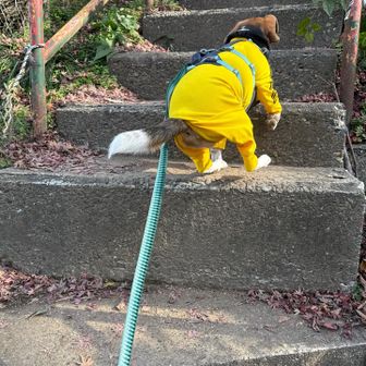 馬の背も疲れなし