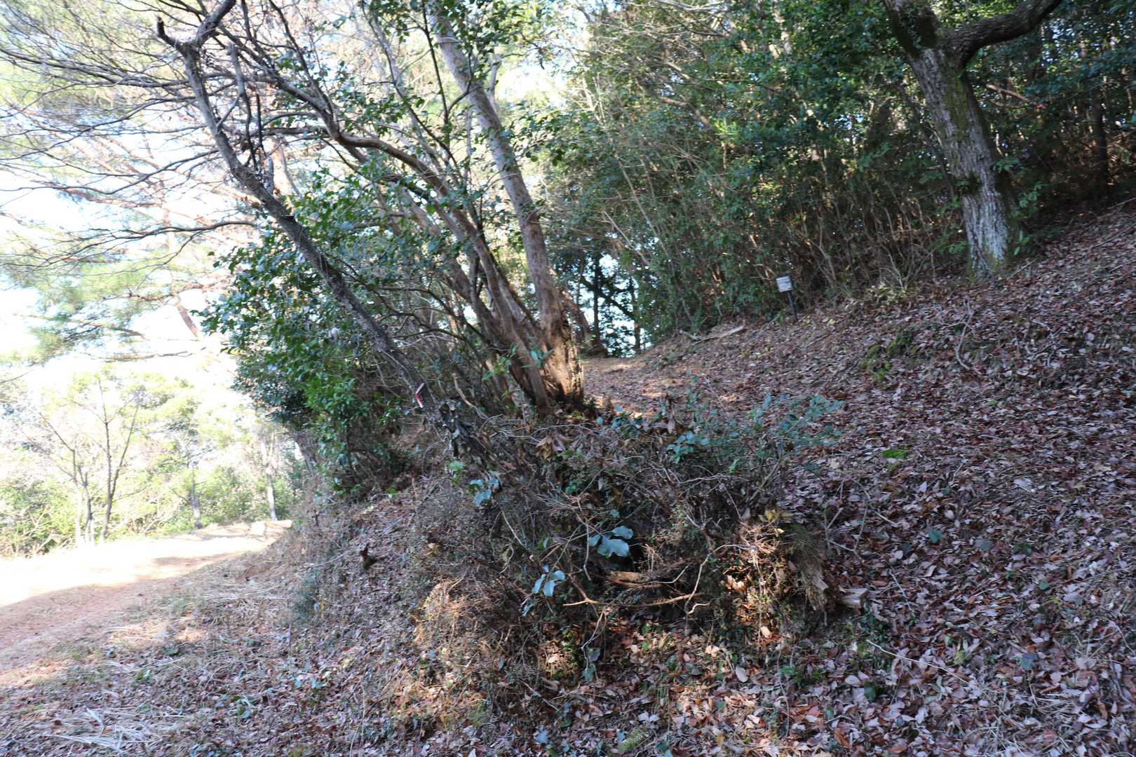 ヒラドツツジからも縦走路にあがれるようです。