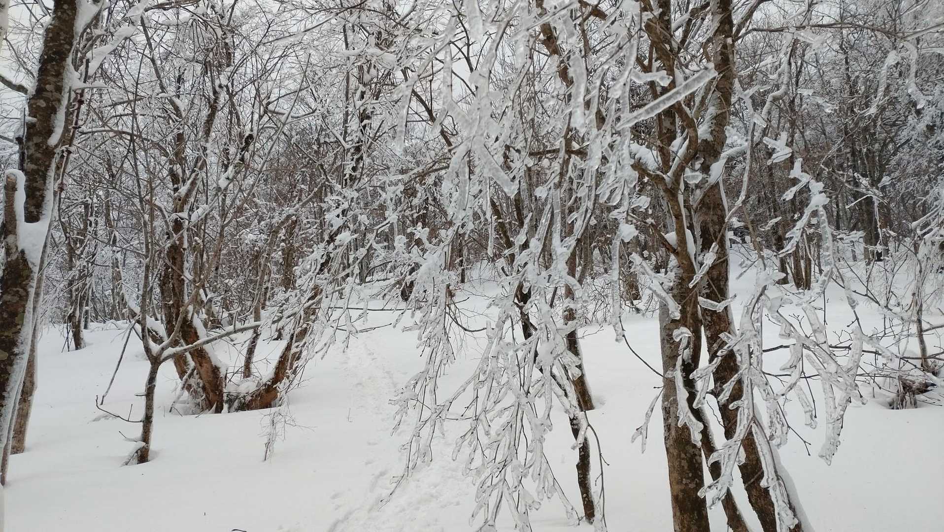 夏焼峠-恐羅漢山 往復コースの写真