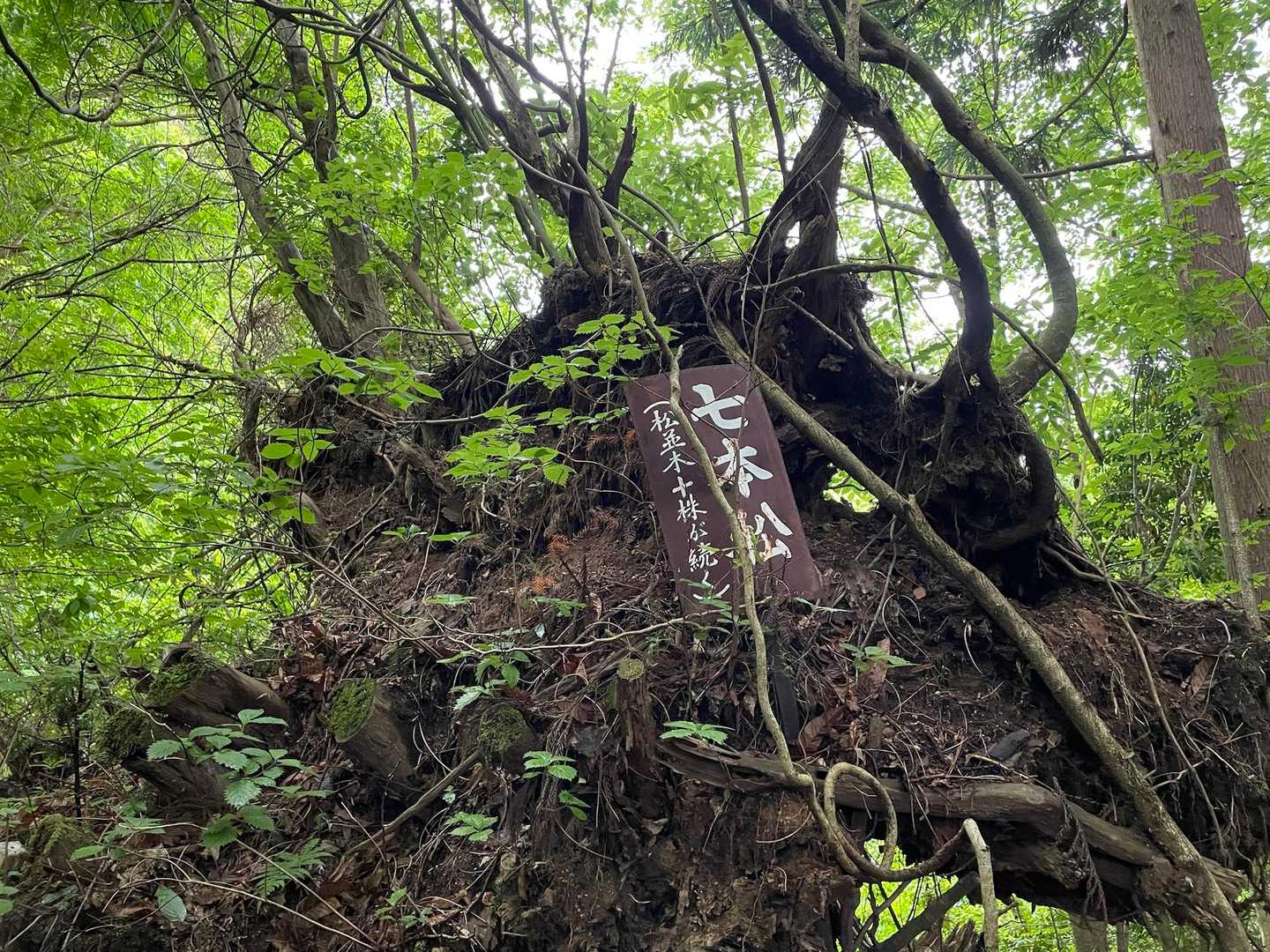 三森山 往復コースの写真
