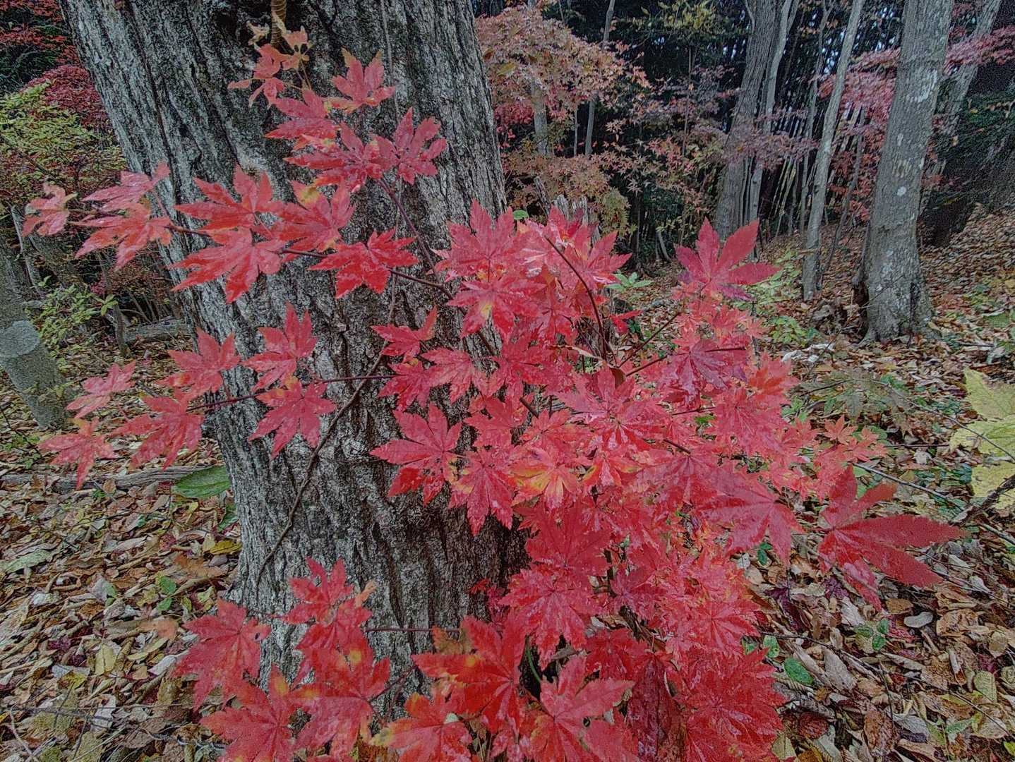 水沼山鷹巣山登山口-水沼山-鷹巣山 往復コースの写真