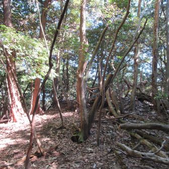 権現山山頂着いた〜🙌