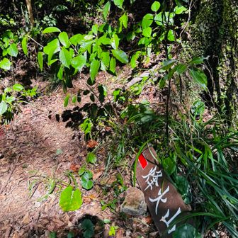 引き続き烽火山へ。長い長い長い急登を続く。必死で登る。