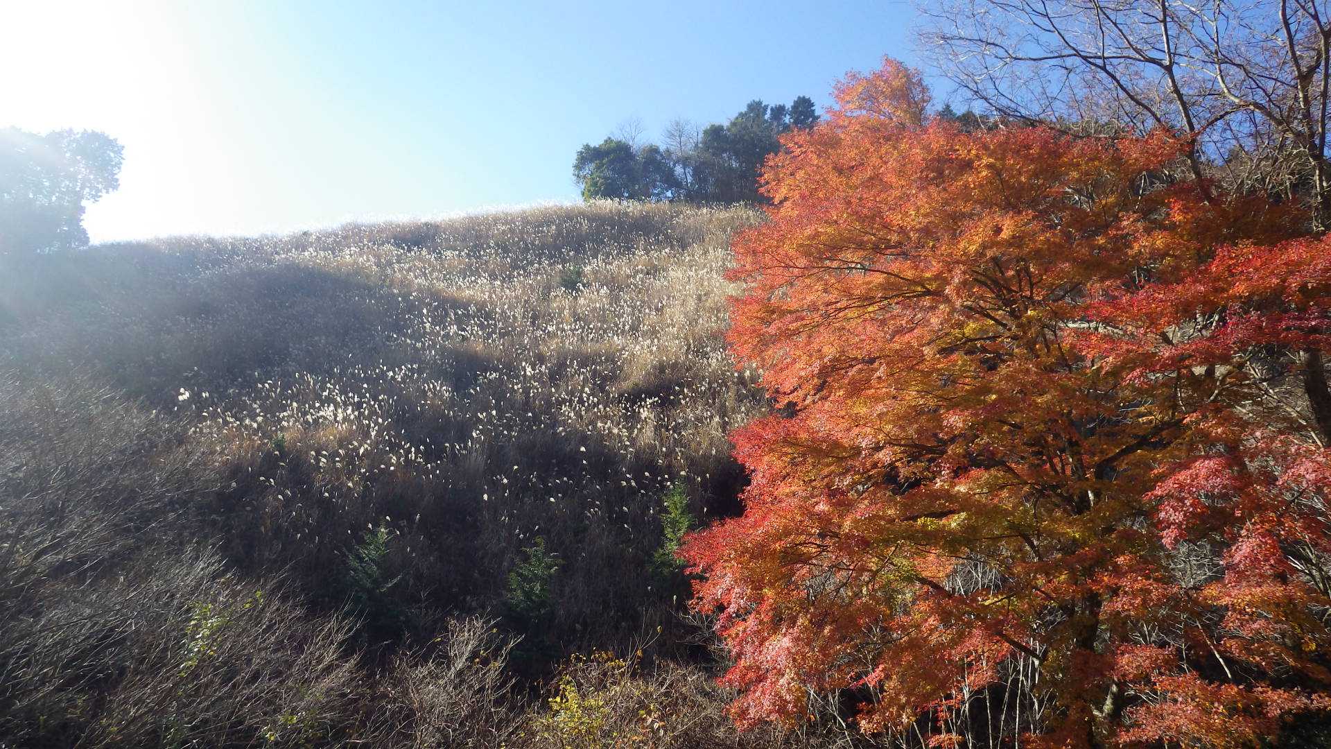 ここにはまだ秋が残っています
