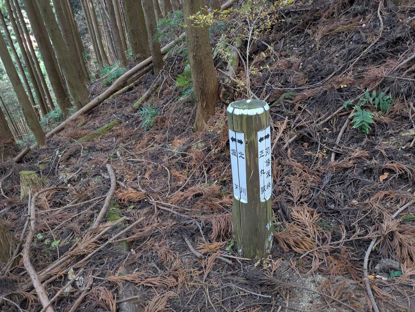 苔アートクマはこの分岐から往復２０分位かな？
道は荒れてて途中で広めの道に出た
帰り広い道をどこか合流するだろうとそのまま歩いてたら、違う方向に向かっていた為、杉林突っ切って登る羽目に

この後小ツツジ山のすんごい急登あったので、行かなきゃ良かったとも思った😇