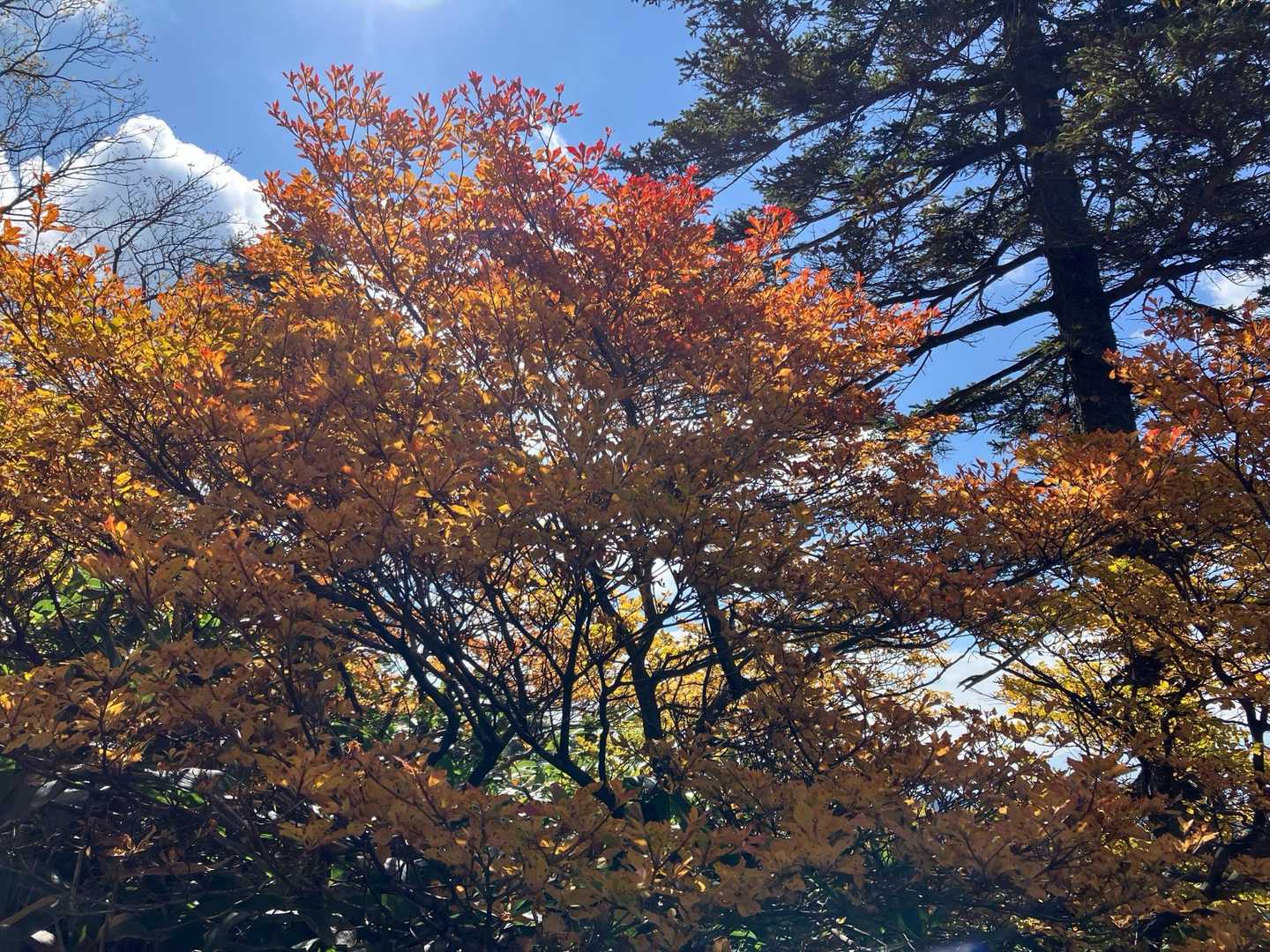 地蔵峠-地蔵山-堂岩山-猟師の頭-白砂山 往復コースの写真
