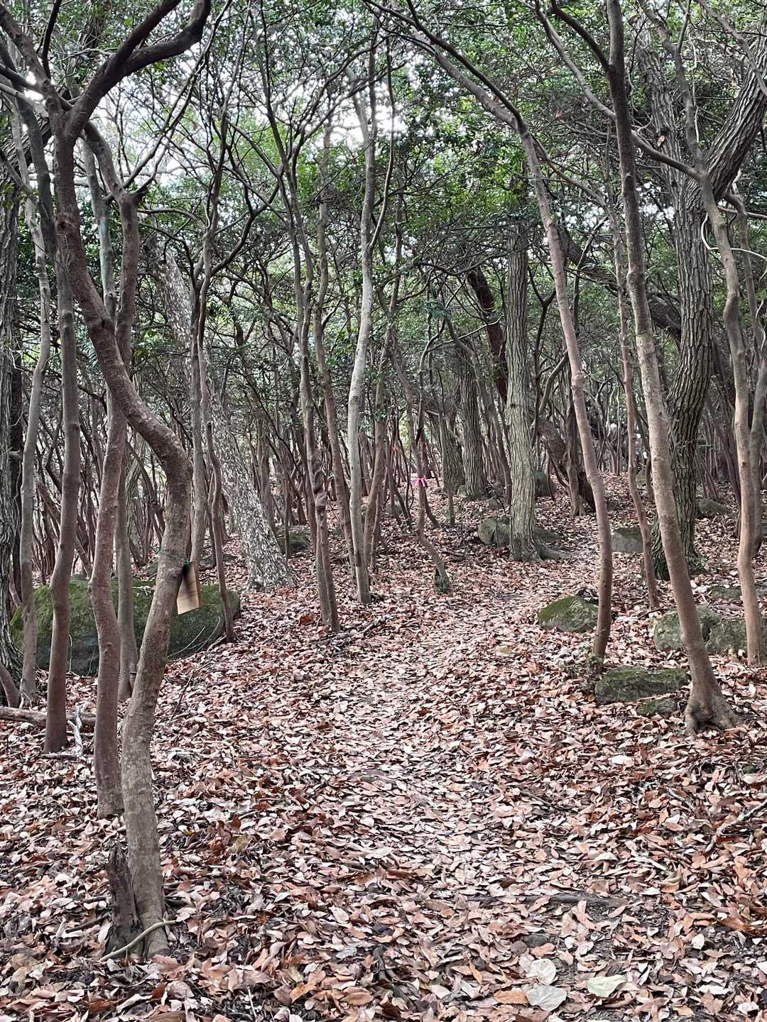 尾根を歩き