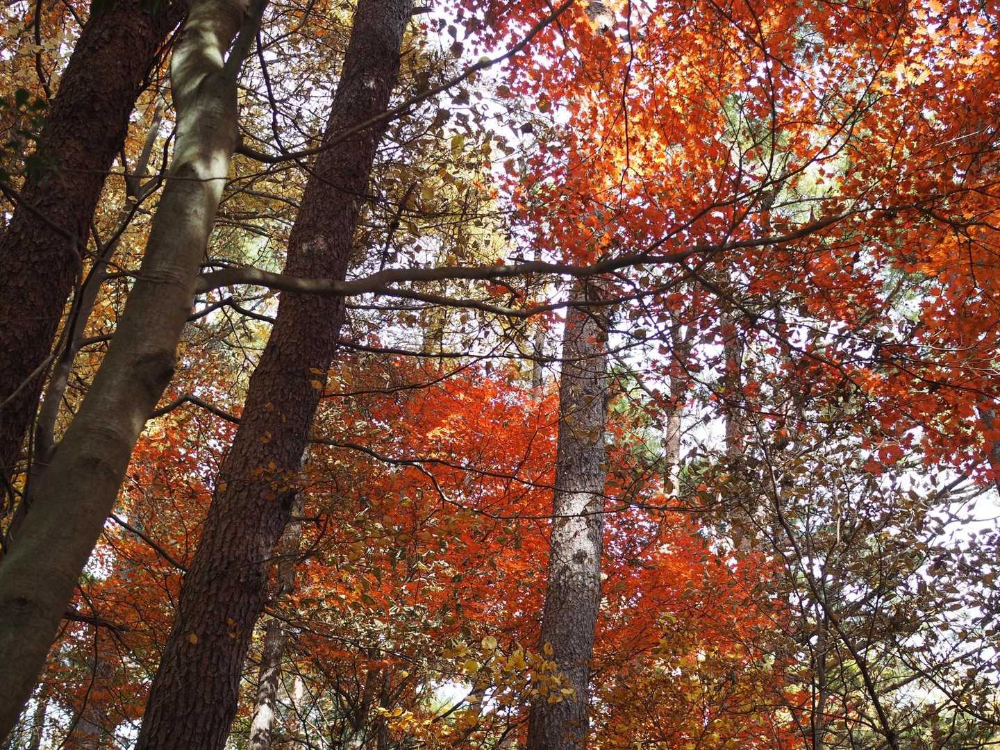 紅葉続く
