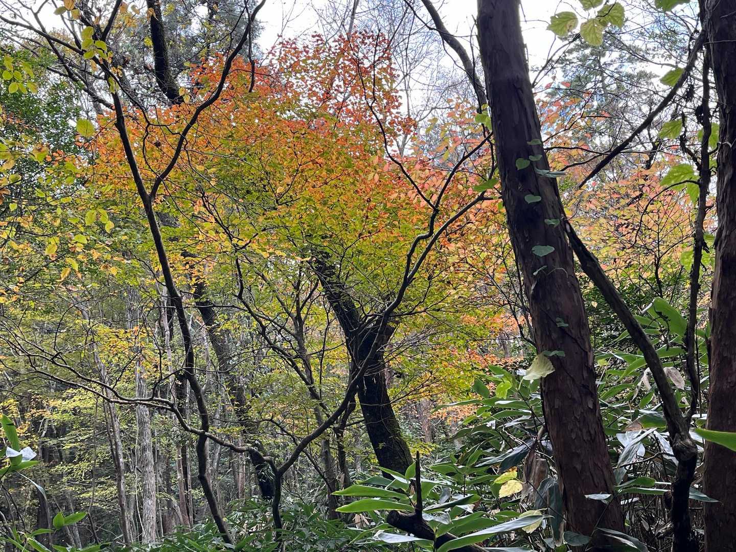 紅葉🍁