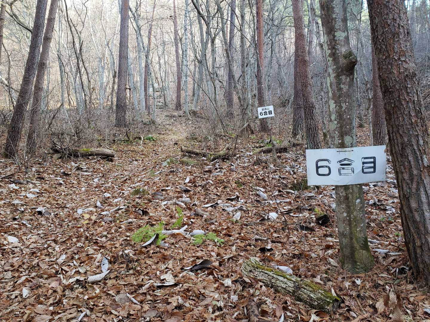 あら、もう6合目！