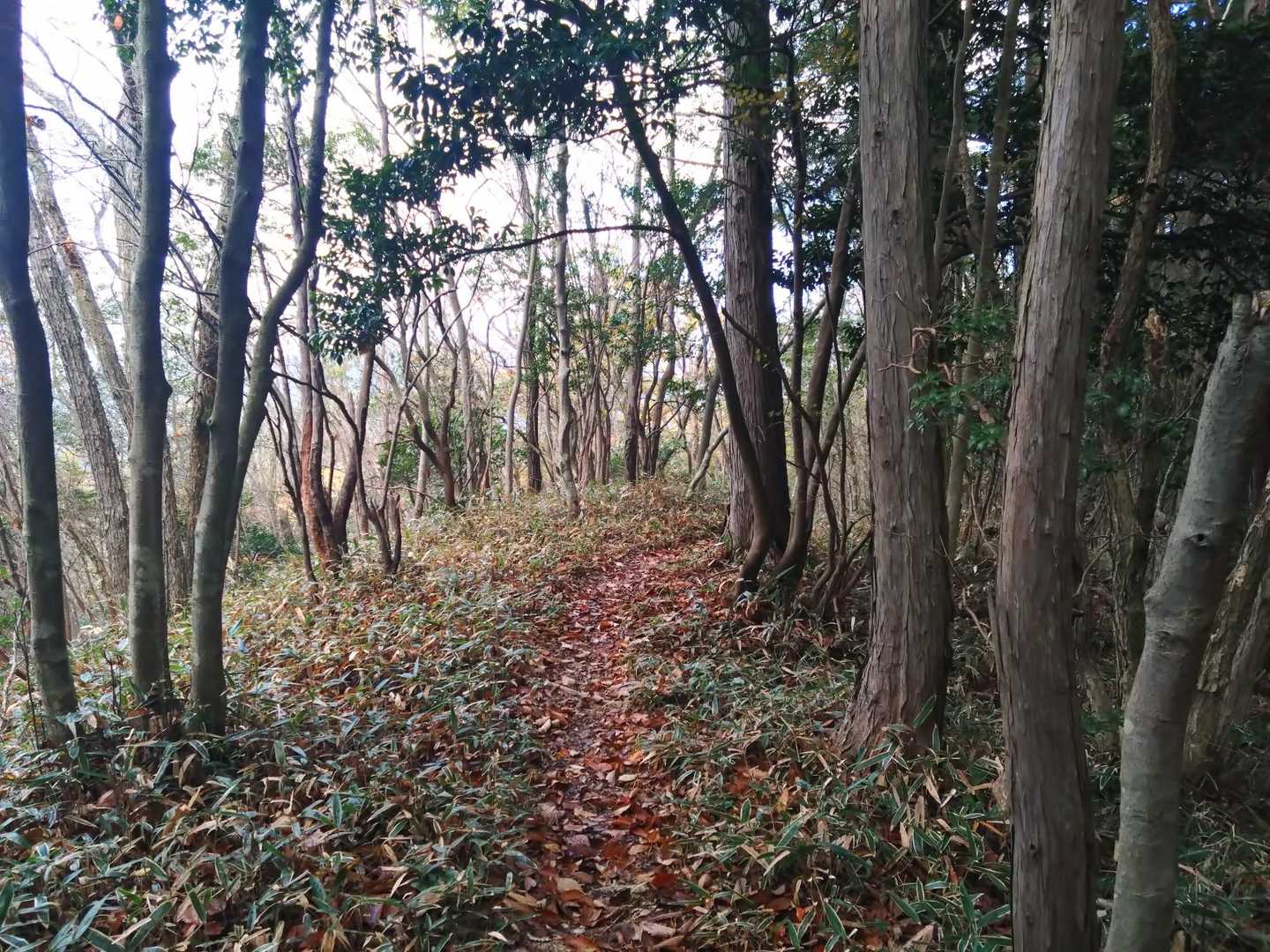 堂床山への急登を頑張ったから、ご褒美になだらかな道とふみよの弾丸トークが続きます。