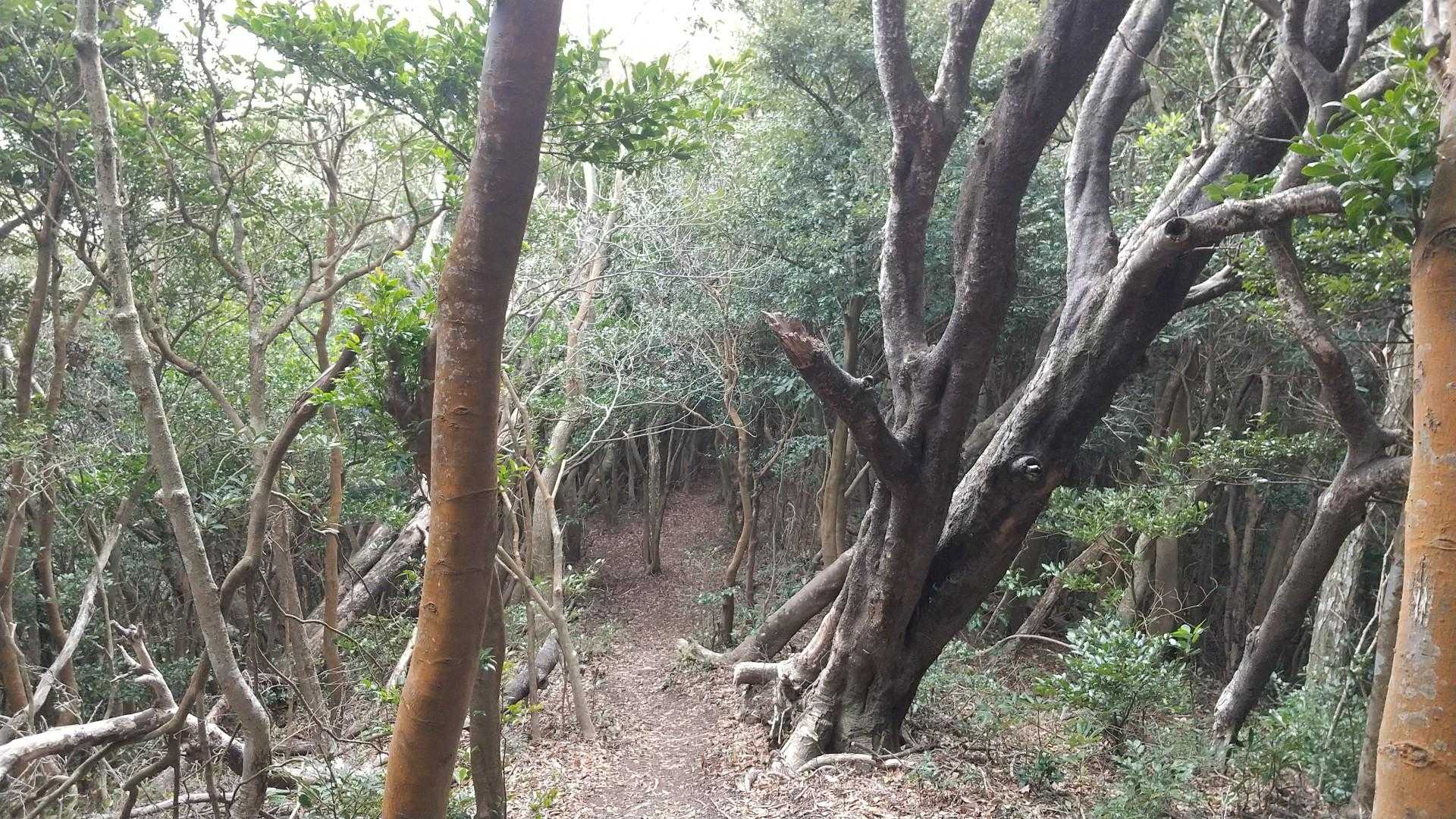 こんな感じの自然の雑木林を登って、頭の上が明るくなったら。。。