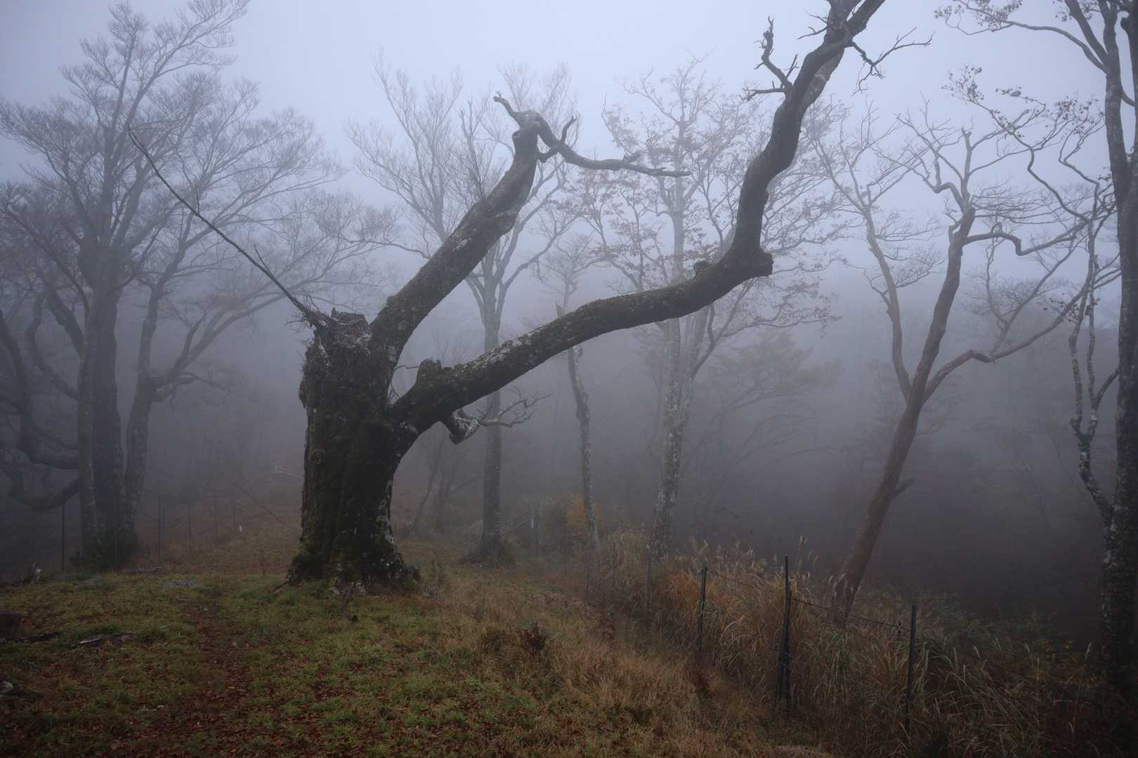 尾平トンネル登山口-丸山-本谷山 往復コースの写真