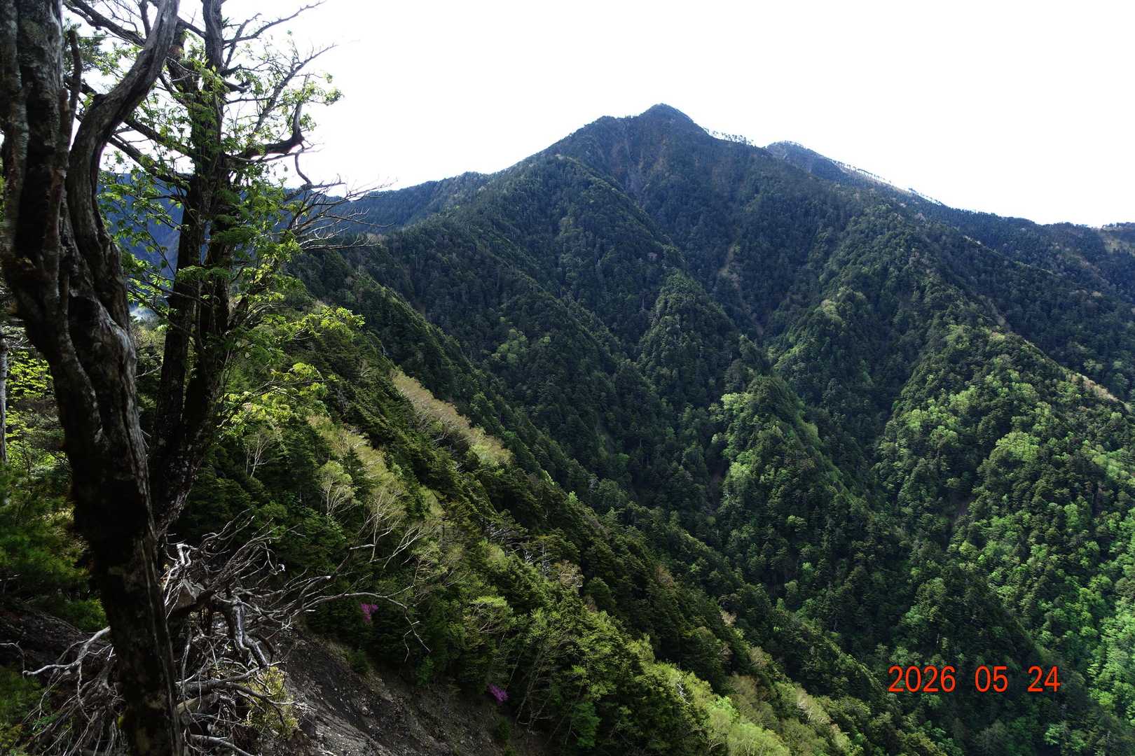 池口岳登山口-黒薙-利検沢ノ頭-池口岳 往復コースの写真
