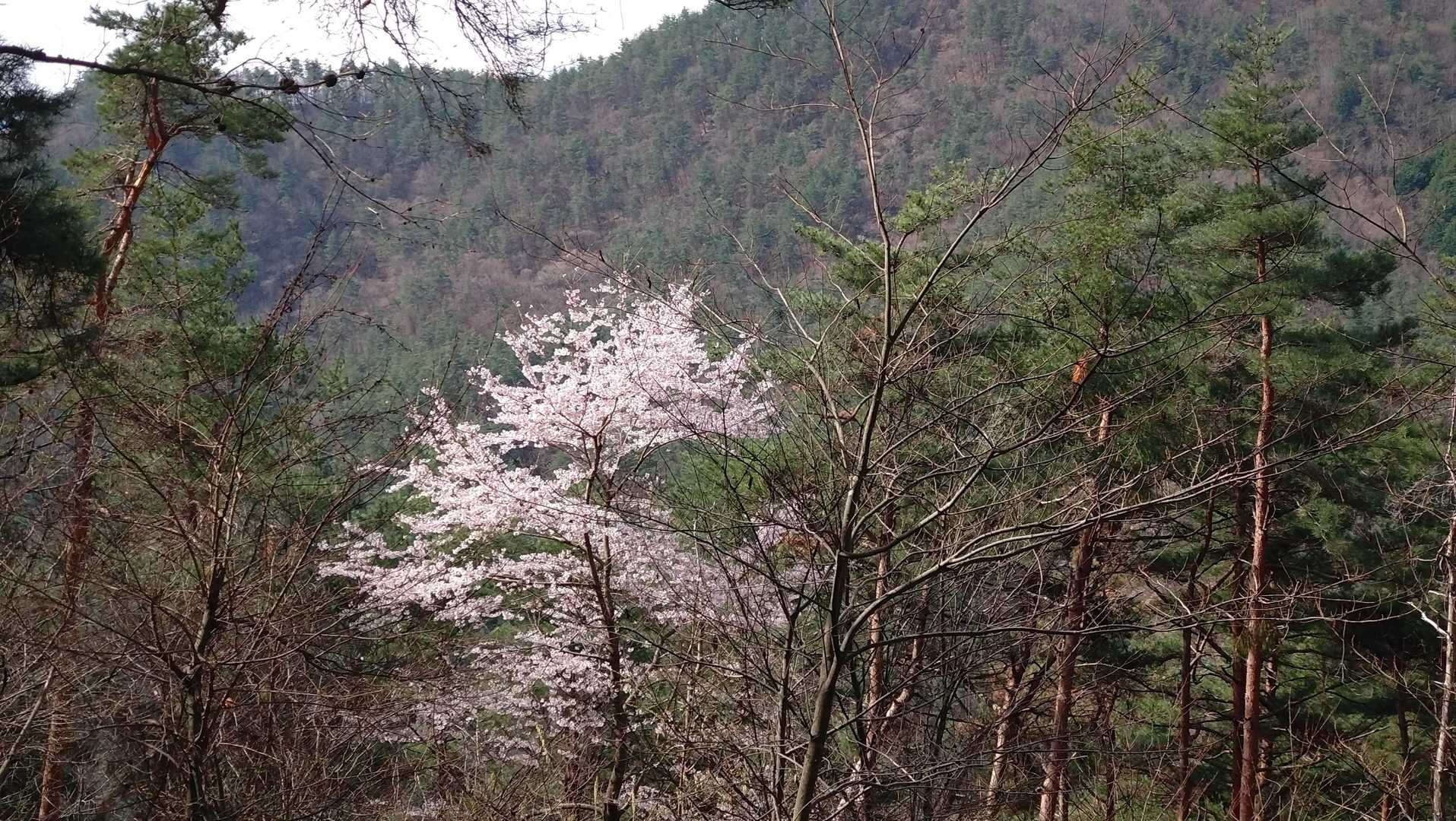 兜山（登山口駐車場）＜山腹コース＞の写真
