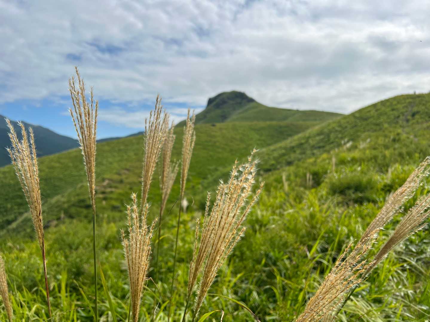 ススキ🌾素敵✨