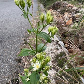 舗装道路脇で頑張ってる🥹