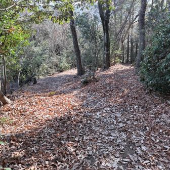 行きは右側の急登を登ったが帰りは左側のゆるやかな巻道を降りる。