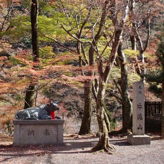 名勝　牛滝山
牛🐮さんハロー