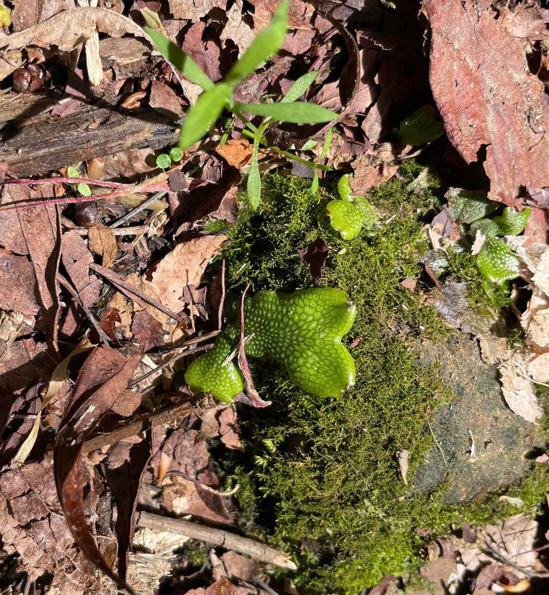 なんかかわった苔？植物