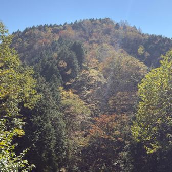 曲ヶ谷北峰かな
(本日巻きました)