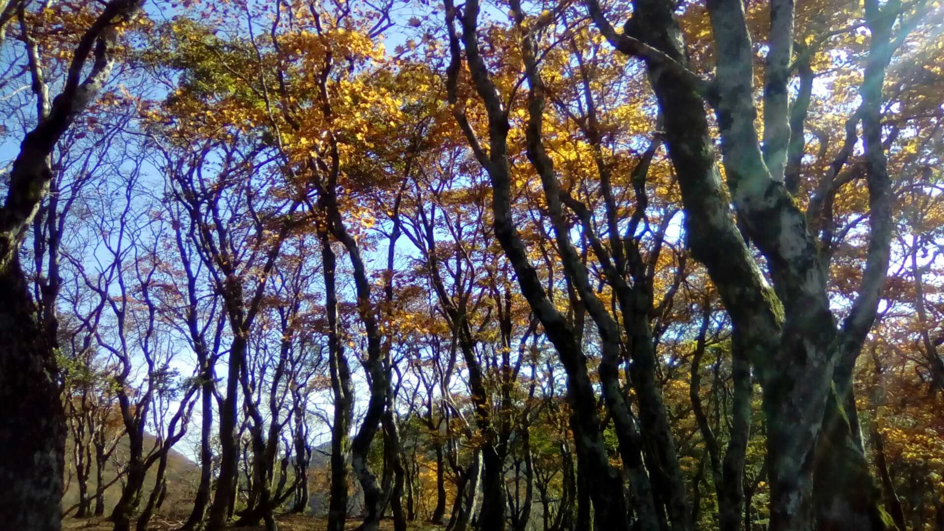 土倉岳山頂の紅葉🎶