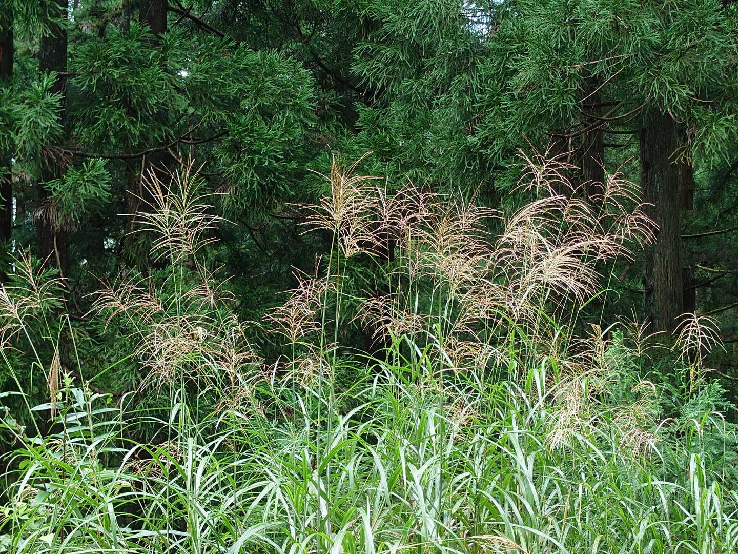 ススキ🌾
