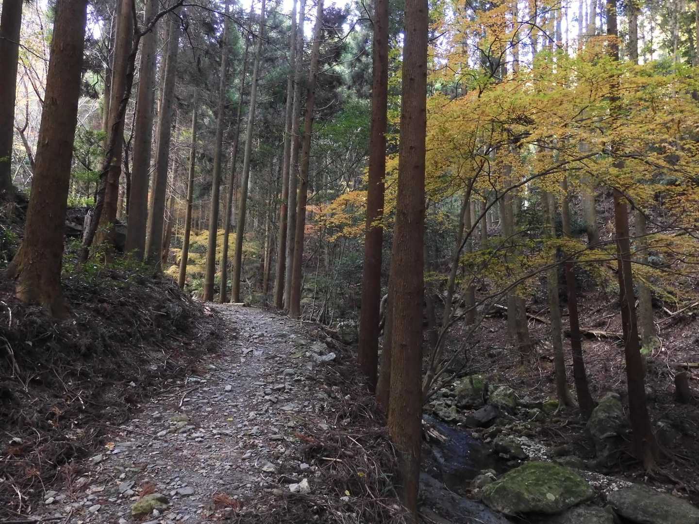 針葉樹の中だと黄葉も映えるような...