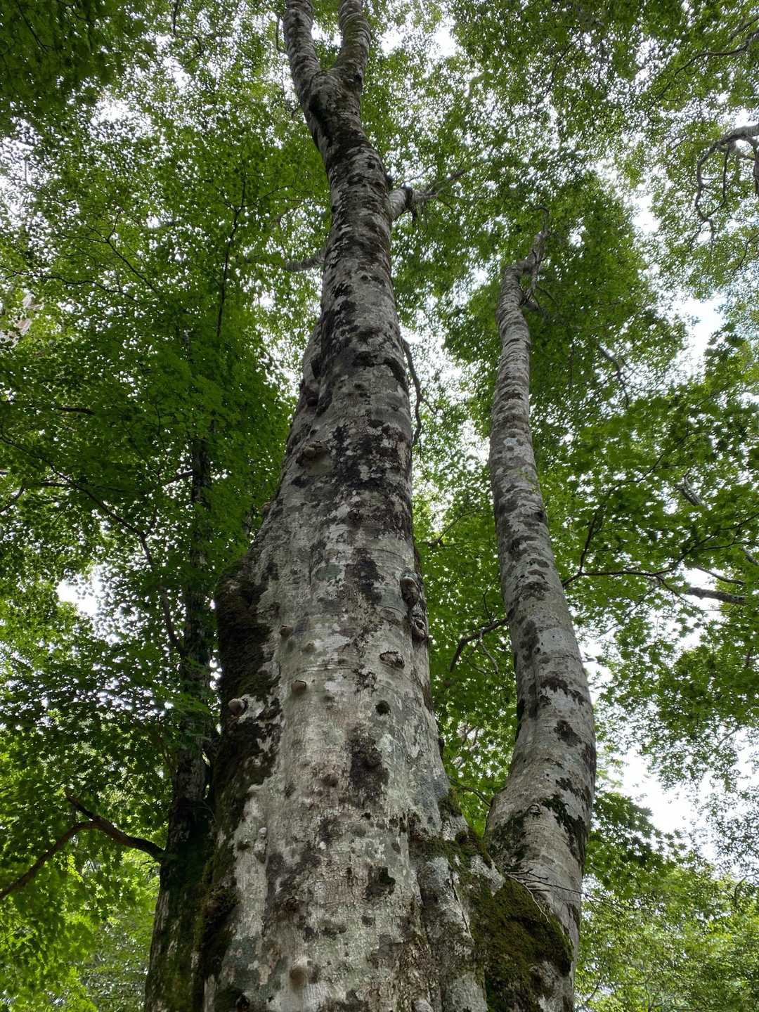大きなブナ🌳