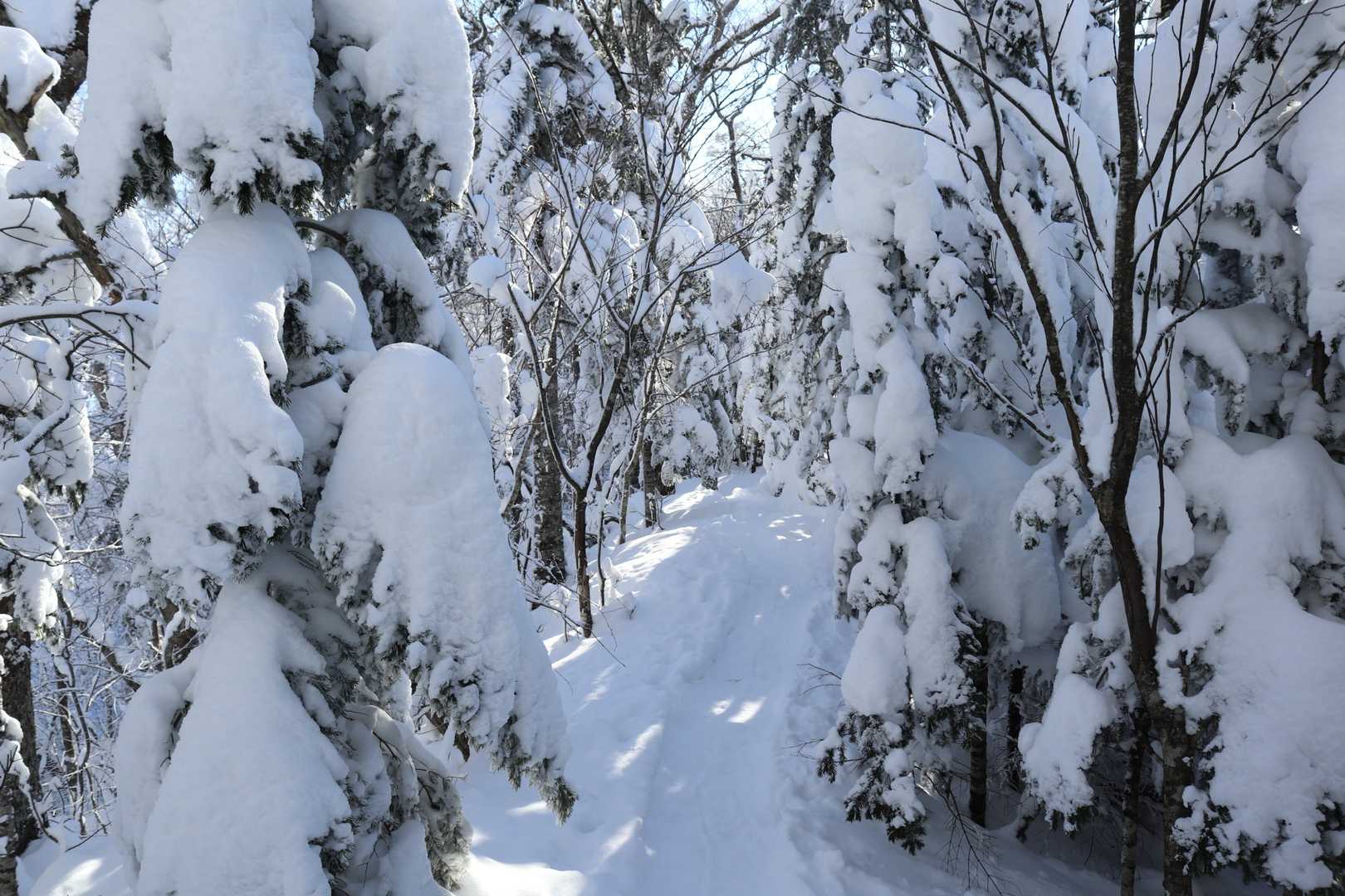こんもりの雪を載せた木々を抜けると