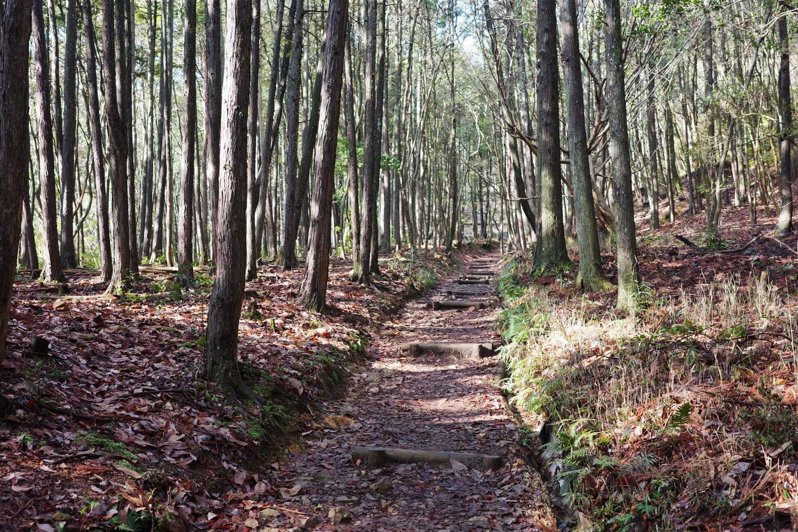 岩山より土の道で木がいっぱいある山がすき