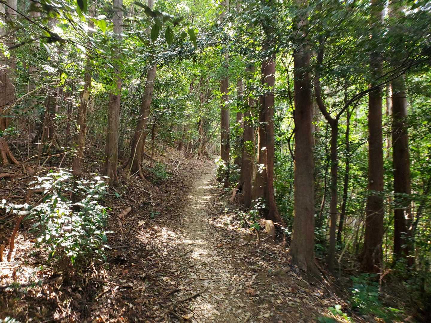 的山登山口-的山 周回コースの写真
