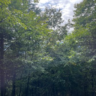 山頂から富士山方面の眺め。葉が散れば木々のすきまから望めます。