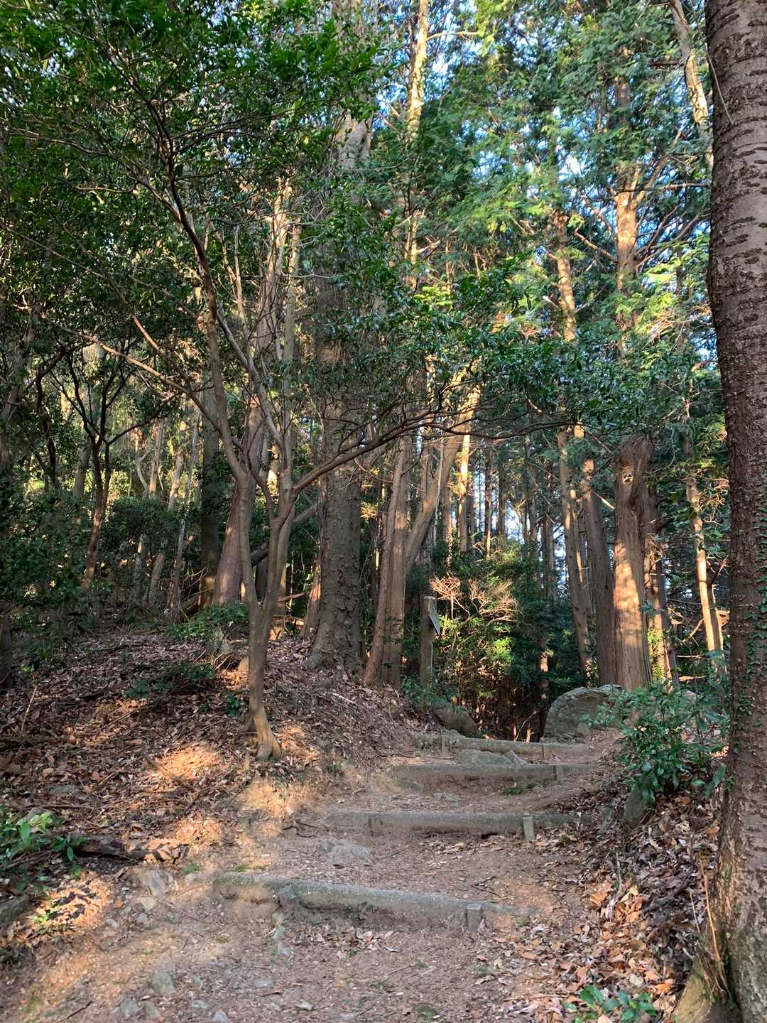 宮路山-赤坂山 往復コースの写真