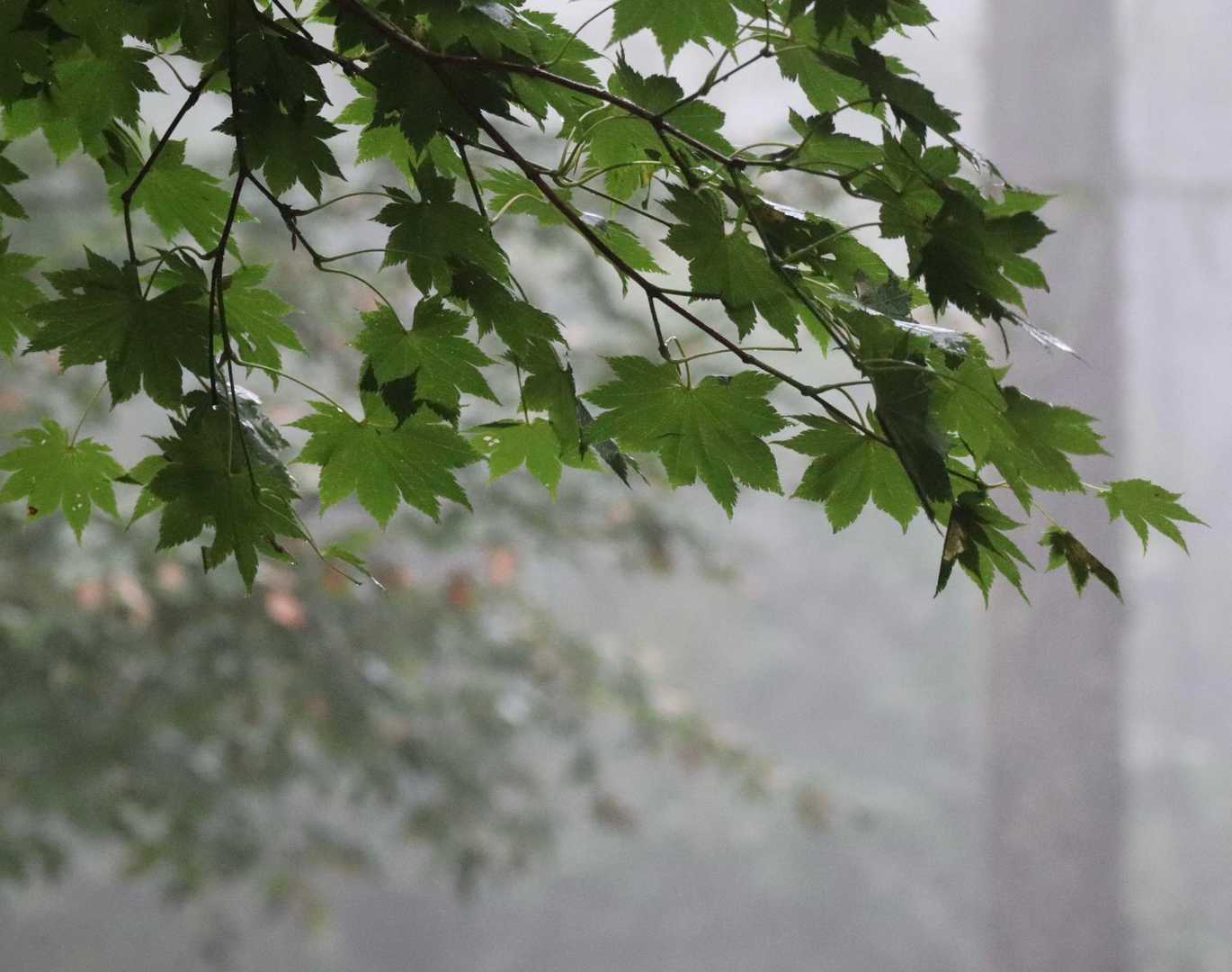 雨宿り