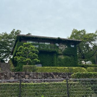 壁一面に蔦が
素敵
