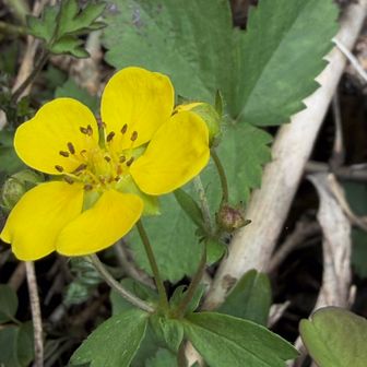 高尾で観察した植物

　ヘビイチゴ(蛇苺)
          バラ科キジムシロ属