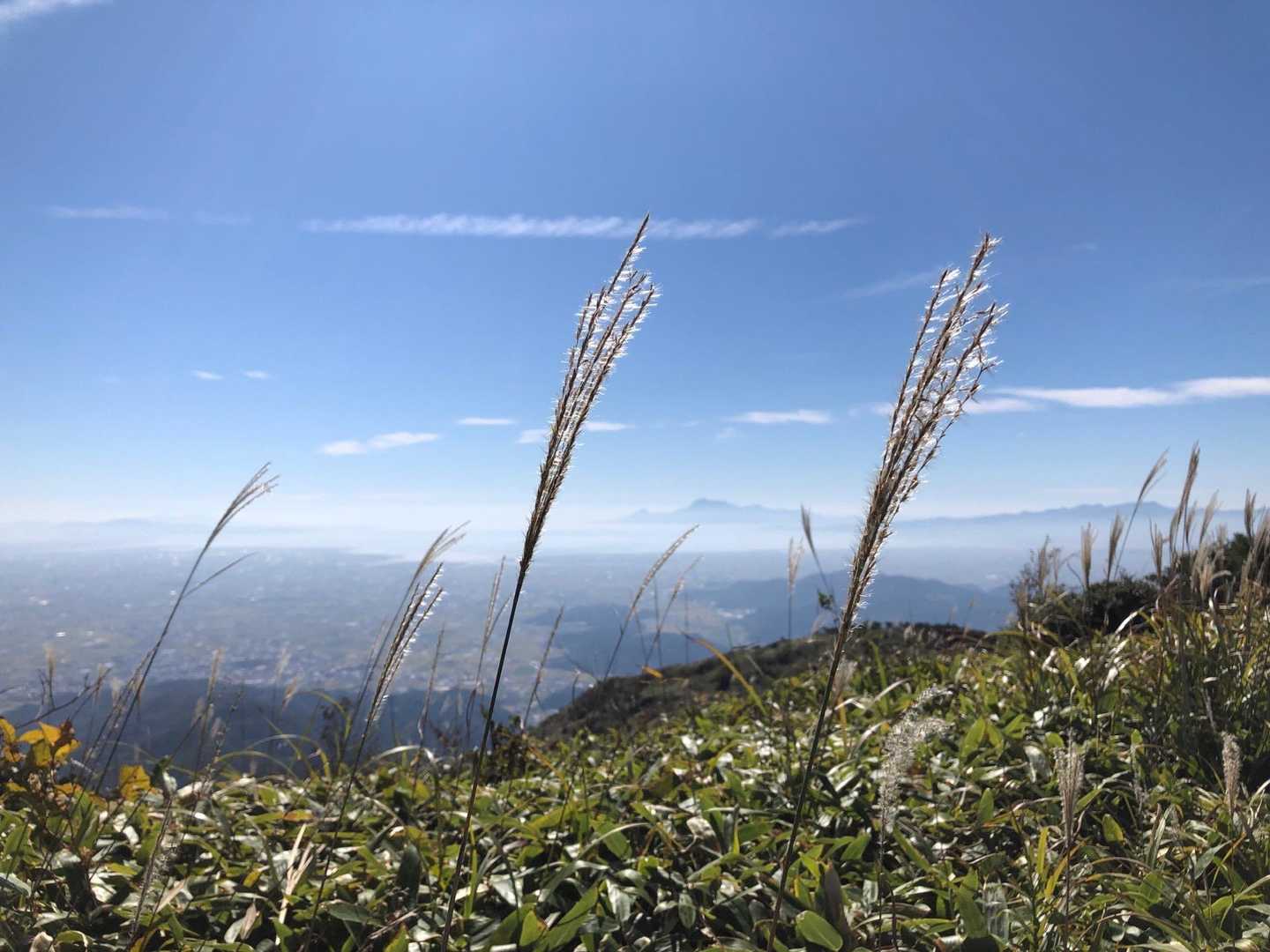ススキ🌾が風に揺れて気持ちよさそう