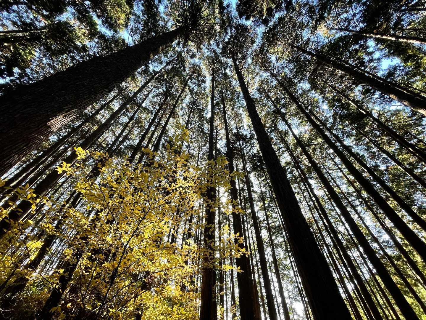 岩湧寺-東峰 周回コースの写真