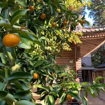 すっごく小さい🍊🥰